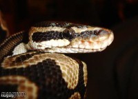 Snake on a train causes cleaning bill
